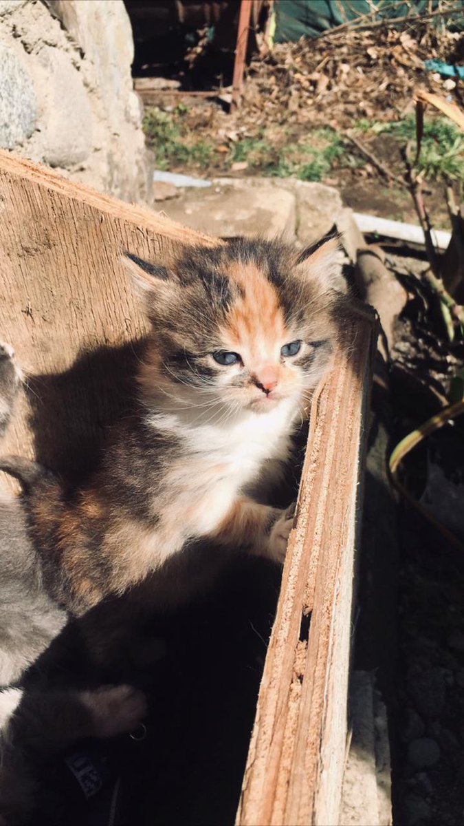 wariaca's tweet photo. @GorditosGatitos Kush odia que respires cerca de ella https://t.co/2WK0jiSbr0