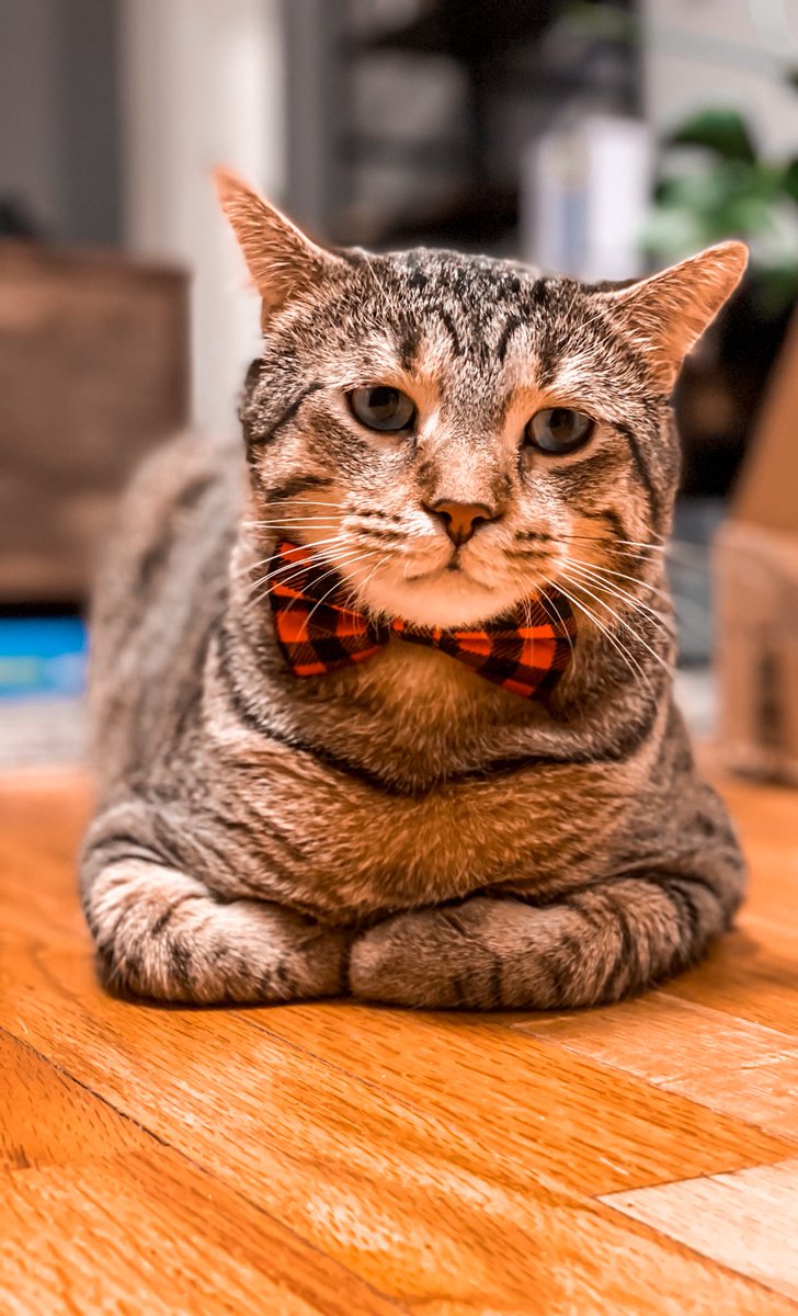 EwdatsGROSS's tweet photo. Everyone please tell Hootie he is handsome https://t.co/WmxjUzJNSH