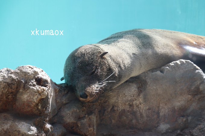 Kumaさん がハッシュタグ ミナミアフリカオットセイ をつけたツイート一覧 1 Whotwi グラフィカルtwitter分析