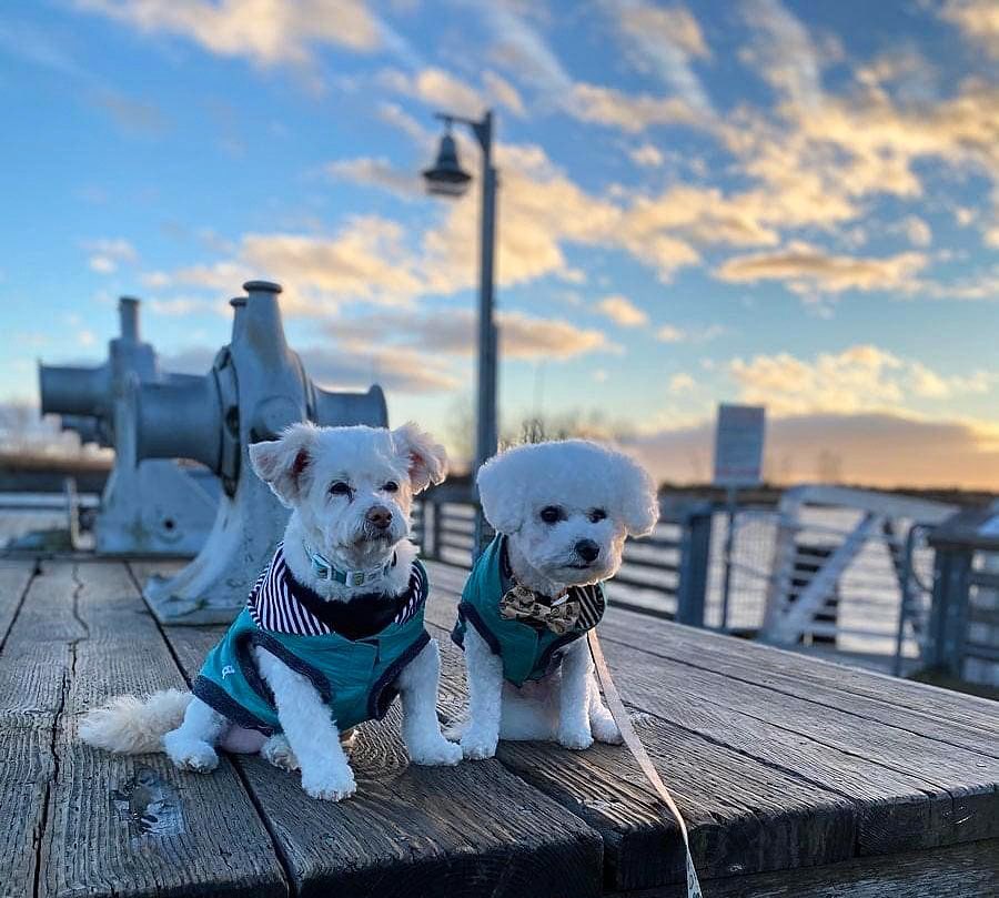 We want you to share your adorable doggie photos captured here in Richmond to win a prize! 📸
Let's spread some 'Paw-sitivity!'😍

Submit your photographs using #RichmondPawsitivity or through this link>> bit.ly/pawsitivitytr

📍: Steveston Village
📸: twodogsandastroller (In)