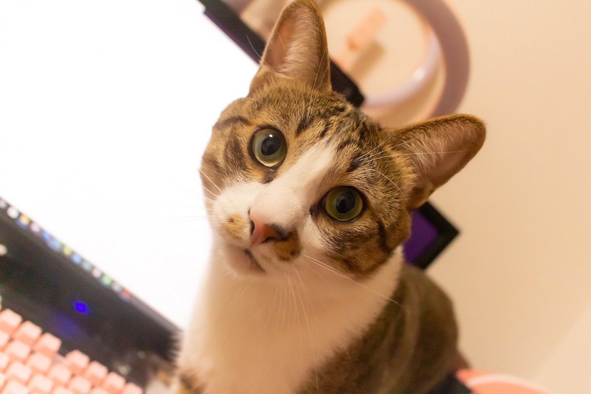 すぺしゃるえま Bar休業中 ぬこは癒し