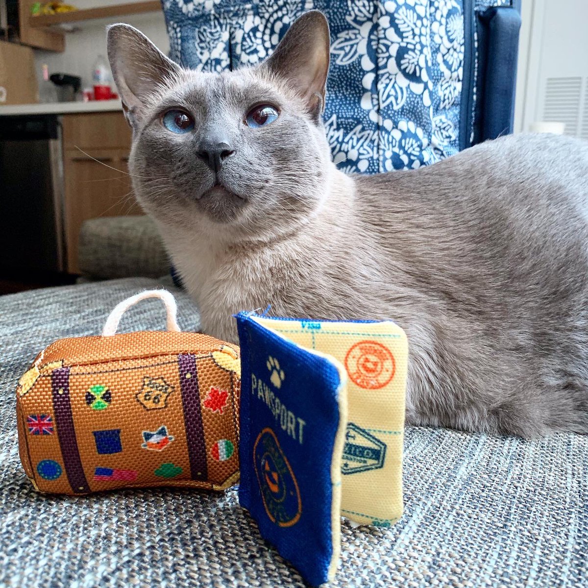 goudalovesfig's tweet photo. Our little world travellers have landed in Melbourne and are now starting their 10 days of quarantine at PEQ. We can’t wait to be reunited at the end 💕 #CatsOfTwitter #CatsOfTheQuarantine #Melbourne https://t.co/VGrk3VNo29