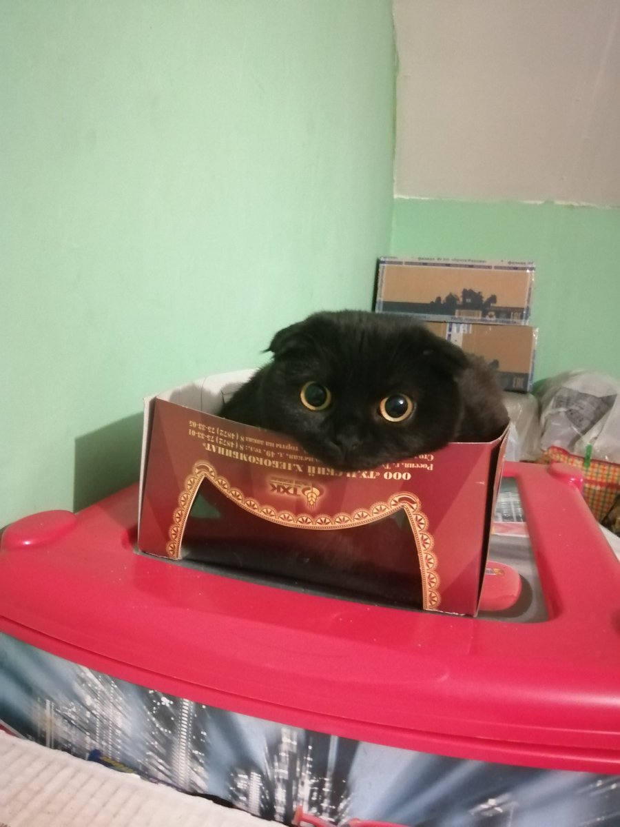 VerMat23's tweet image. День кошек просто улетел😻