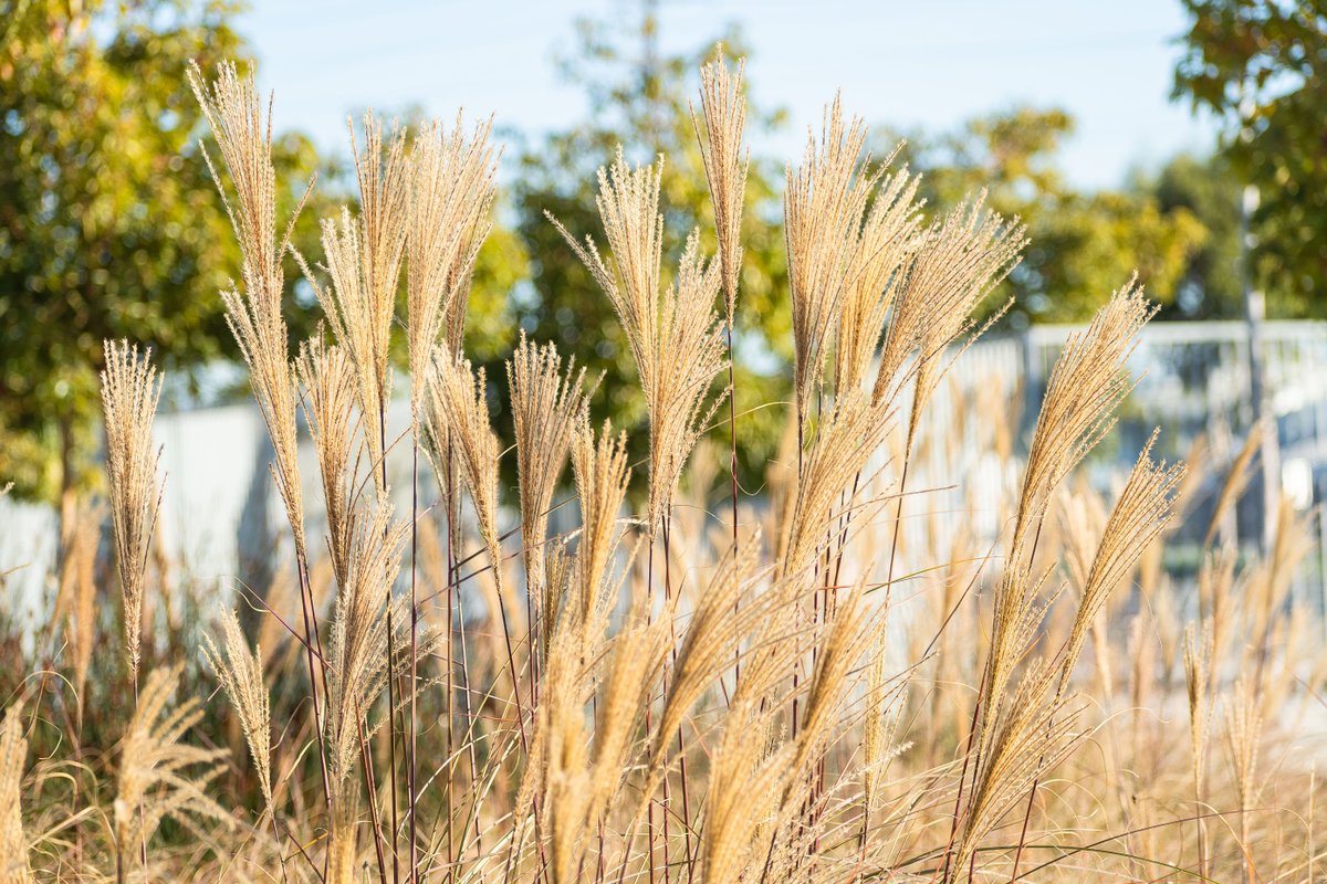 PierreLandscape's tweet photo. Happy Monday and March! We hope your week and month are off to a wonderful start! 🌾 ✨ #GrowWithPierre #PierreLandscape #SoCalLandscaping #LALandscaping @WiseburnUSD https://t.co/48sWFDewNG