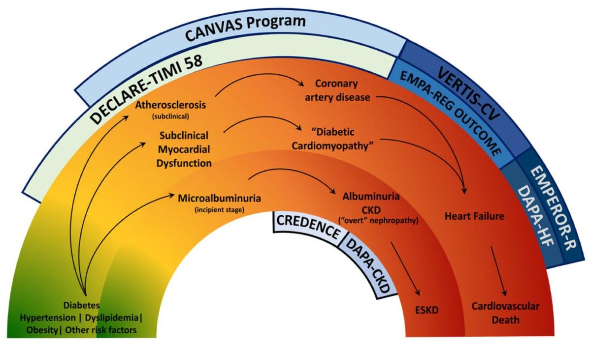 R. Fontes-Carvalho (@rfontescarvalho) on Twitter photo 2021: New article just published!
Great international cooperation, summarizing the revolutionary role of this new therapy from diabetes, to heart failure and CKD. A great summary of the latest evidence. Thanks to all the team! <a href="/escardio/">European Society of Cardiology</a> <a href="/ESC_Journals/">European Society of Cardiology Journals</a> <a href="/Sglt2inhibitorL/">SGLT2inhibitor_lover</a> 2021: New article just published!
Great international cooperation, summarizing the revolutionary role of this new therapy from diabetes, to heart failure and CKD. A great summary of the latest evidence. Thanks to all the team! <a href="/escardio/">European Society of Cardiology</a> <a href="/ESC_Journals/">European Society of Cardiology Journals</a> <a href="/Sglt2inhibitorL/">SGLT2inhibitor_lover</a>