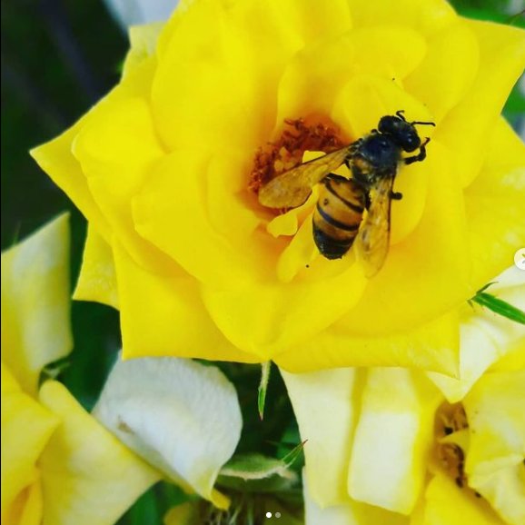 _florayfauna_'s tweet photo. ⌕: ⸙ 𓂃 "El ingenio humano nunca imaginará una invención más hermosa, más simple o más directa que la naturaleza, porque en sus inventos no falta nada, y nada es superfluo" 
-Leonardo Da Vinci 🎨

#fotografia  #Reflexiona #Naturaleza #CuidaLosAnimales
📸『Ariadna Lainez』 https://t.co/qhWKGXR0YX