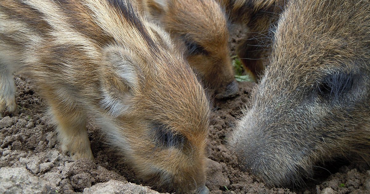 Did you know that the wild boar is a close relative of the domestic pig? The boar's 🌟superpower is its long, rubbery snout, 🐽used for digging roots and bulbs to eat. #NationalPigDay
-
#unboxals #superpowers