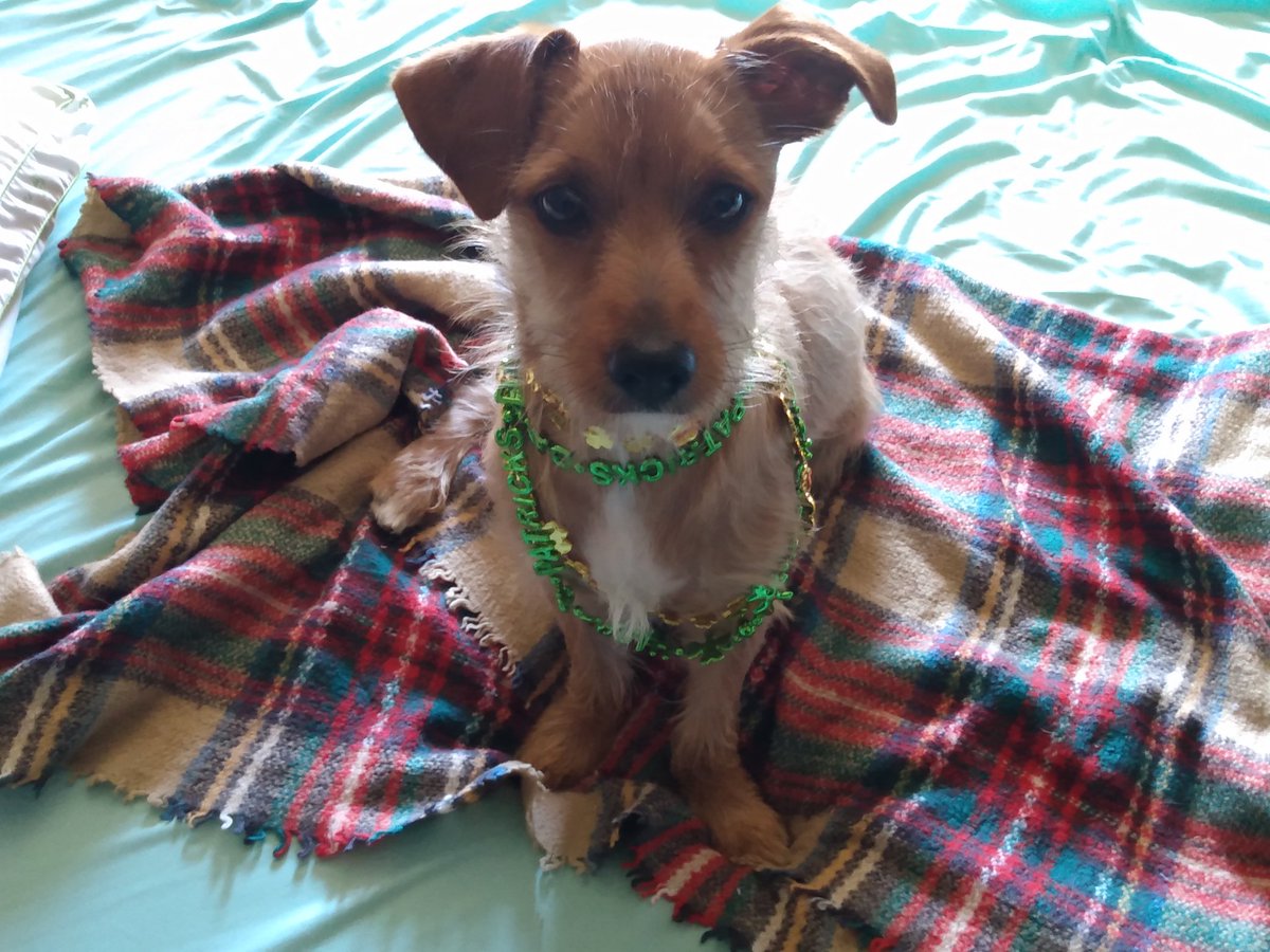 Shop happydogtradingpost.com use code saintpatty2021 for 15% off all items