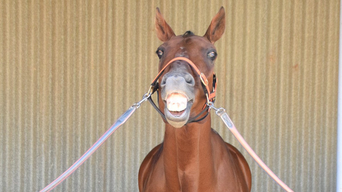 Wow - we've just smashed through 600 likes on the Boort Trotting Club Facebook Page! Thank you everyone, we've been privileged to bring you all the fun and excitement of our Cups meeting - and if you're not one of those 600, you can follow us here: facebook.com/BoortTrottingC…