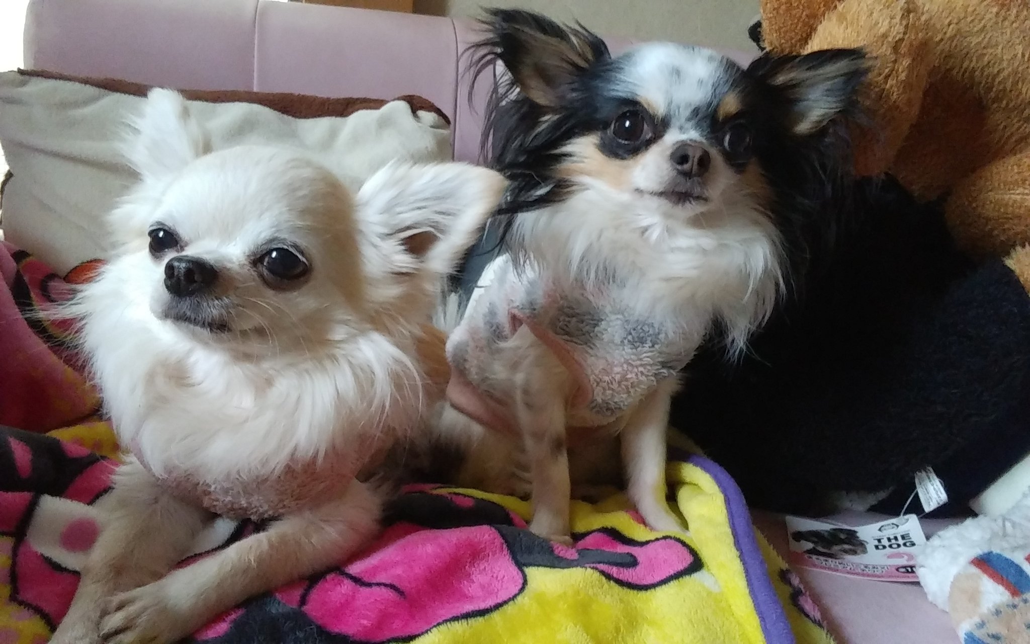 マキとーる チワワ 春の台風 状態のチワワ兄妹 地方 風が生暖かい おすましな2人 考える男 見返り乙女 Ng女子 の4本です 今日もよろしくお願いします チワワ兄妹 台風並み Ngの顔怖い サザエさん的紹介 T Co