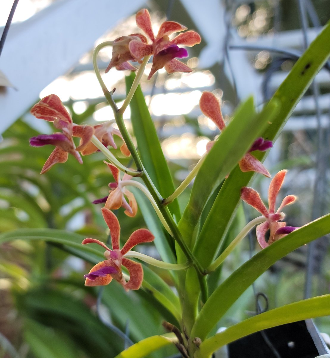ConnieYurkus's tweet photo. Even the tiny hybrid Vanda are hanging at the top of the arbors. It should be a good year for flower spikes. #orchids #Vanda #MotesOrchids @motesorchids #flowers https://t.co/F3XH25j28t