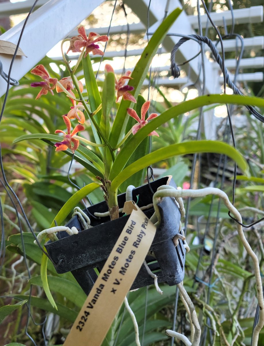 ConnieYurkus's tweet photo. Even the tiny hybrid Vanda are hanging at the top of the arbors. It should be a good year for flower spikes. #orchids #Vanda #MotesOrchids @motesorchids #flowers https://t.co/F3XH25j28t