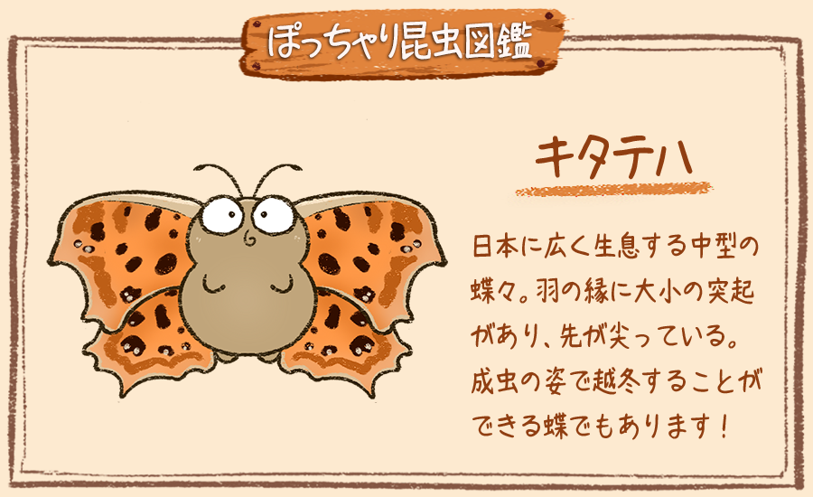 ぽっちゃり昆虫図鑑 略してぽちゃこん ぽっちゃり昆虫図鑑 No 1 キタテハ ぽっちゃり体型の昆虫イラストを毎日描いています 今日は黄色いタテハチョウ キタテハです 昆虫 イラスト Illustration キタテハ 1日1絵 一日一枚絵 絵描き ぽっちゃり昆虫図鑑 略してぽちゃこん ぽっちゃり昆虫図鑑 No 1 キタテハ ぽっちゃり体型の昆虫イラストを毎日描いています 今日は黄色いタテハチョウ キタテハです 昆虫 イラスト Illustration キタテハ 1日1絵 一日一枚絵 絵描き