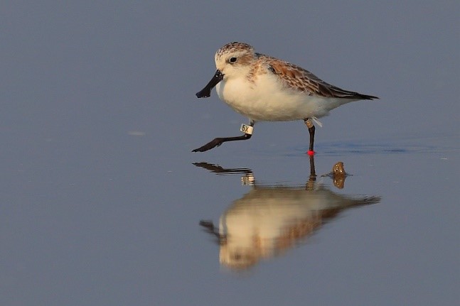 A paper from <a href="/WaderStudy/">Wader Study</a> about new estimate of the world population of the #SpoonbilledSandpiper, reflecting about 471–922 mature individuals of #CriticallyEndangered bird. Its population decline rate is 9% per year. waderstudygroup.org/article/14833/
<a href="/SBS_TF/">Spoon-billed Sandpiper Task Force</a> <a href="/save_spoony/">Spoony</a> photo: Chen Li