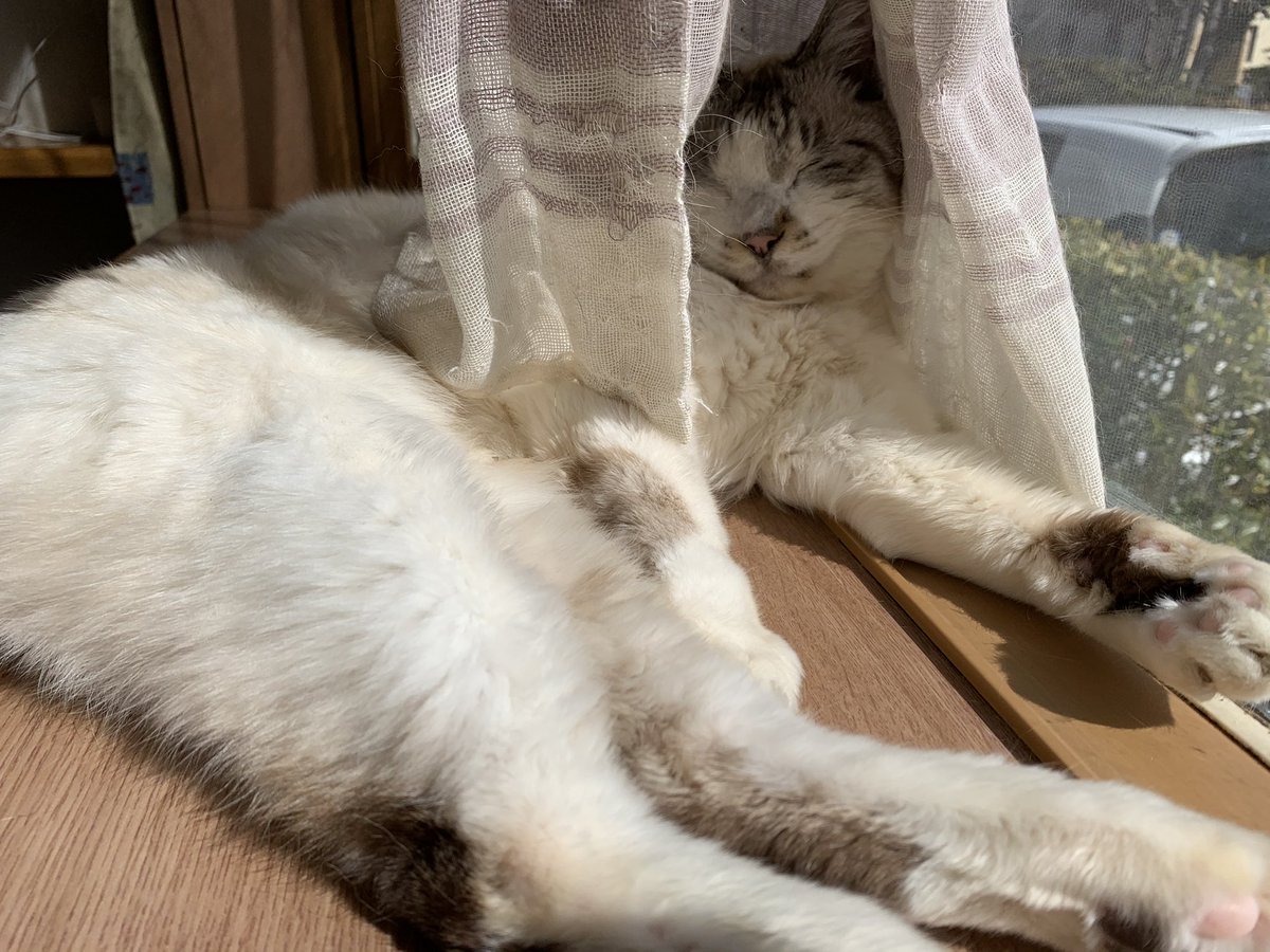 5cat_life's tweet photo. 眩しいからカーテンかぶって寝てる😂

#猫写真 #もふもふ #猫
#猫のいる暮らし 
#猫好きさんと繋がりたい
#猫のいる生活 https://t.co/FkIvoTttJT