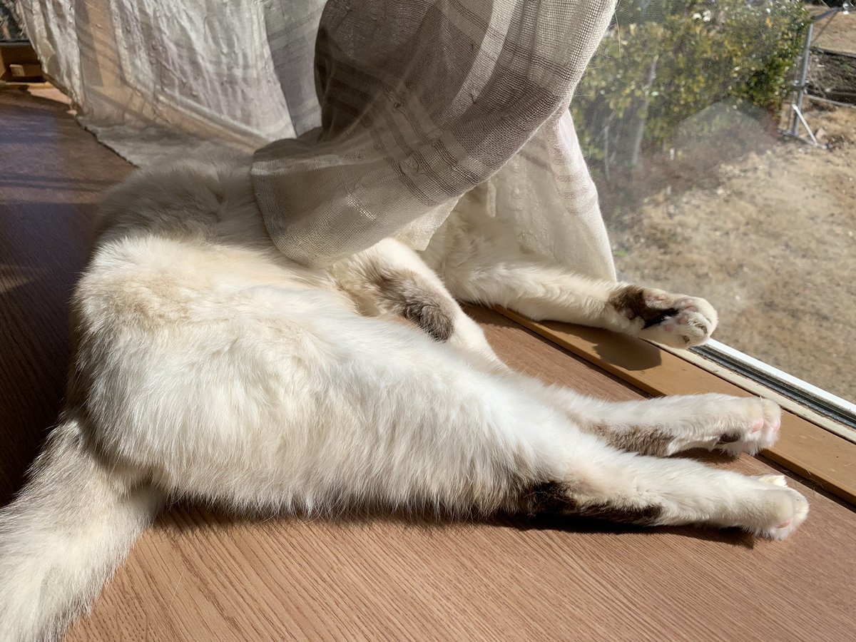 5cat_life's tweet photo. 眩しいからカーテンかぶって寝てる😂

#猫写真 #もふもふ #猫
#猫のいる暮らし 
#猫好きさんと繋がりたい
#猫のいる生活 https://t.co/FkIvoTttJT