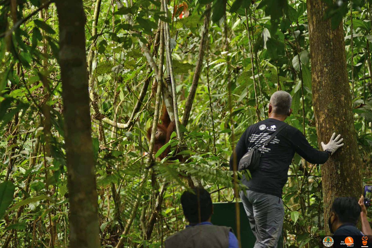 orangutan_COP's tweet photo. Tim #APEDefender berharap Gisel bertahan hidup di hutan dan menjauh dari manusia. #Throwback https://t.co/eoQrV0wHyZ