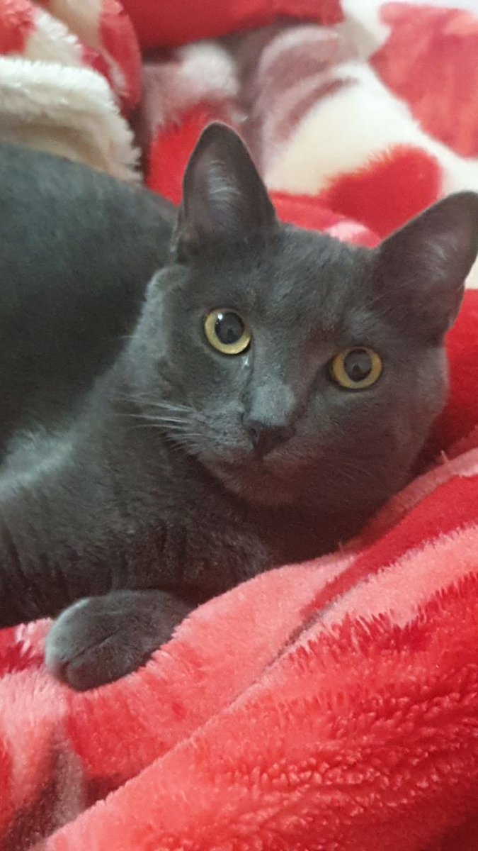 bug4045's tweet photo. Meu gato é muito estranho mano, ele tem sobrancelhas. https://t.co/4KIJESXzUQ