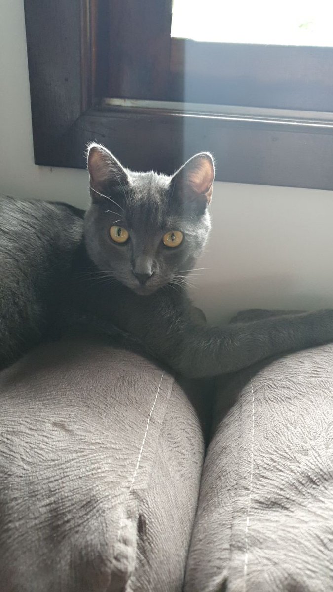 bug4045's tweet photo. Meu gato é muito estranho mano, ele tem sobrancelhas. https://t.co/4KIJESXzUQ