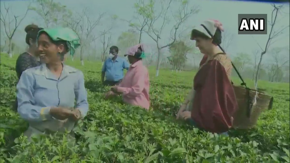 Assam: Congress General Secretary Priyanka Gandhi Vadra plucks tea leaves with other workers at Sadhuru tea garden, Biswanath 

(ANI)
