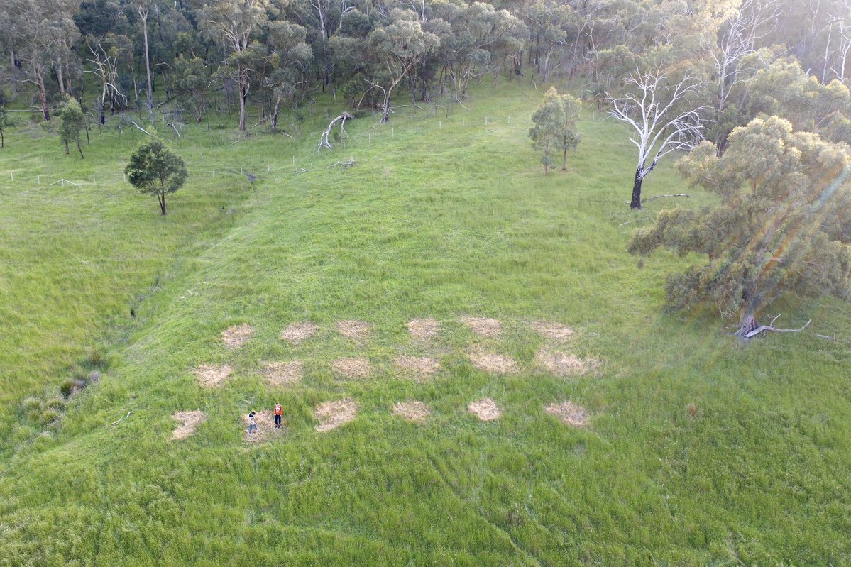 Airpacsolution's tweet photo. Some after photos from spot spray on plain field and steep terrain, 5mx5m grid trail projects done by utilising our Agriculture drone - P30. #PrecisionAgriculture #Agrihack #WeedControl https://t.co/TvpZNVCOs7