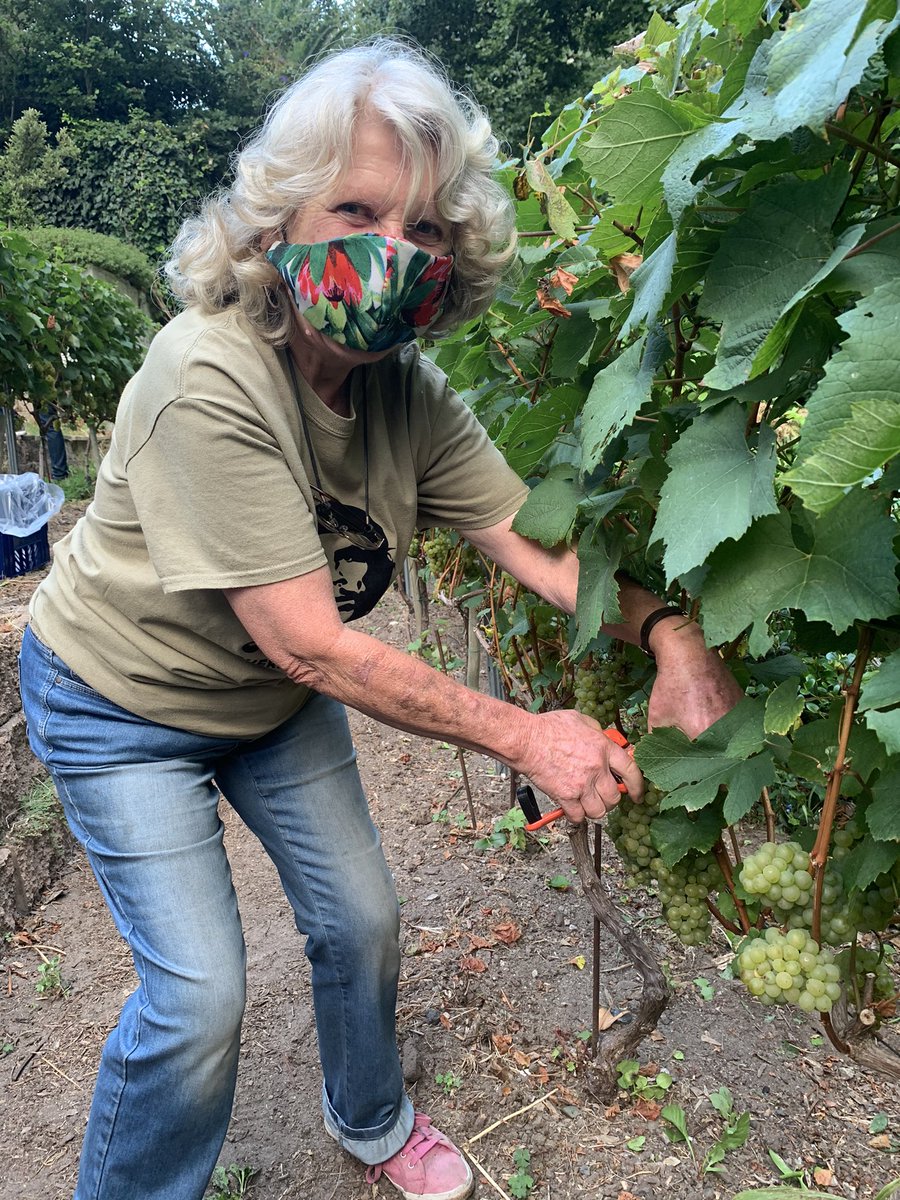 The masked harvester picking Chardonnay for bubbly to be made by <a href="/mattrobday/">Matthew Day</a> @kleinconstantia.