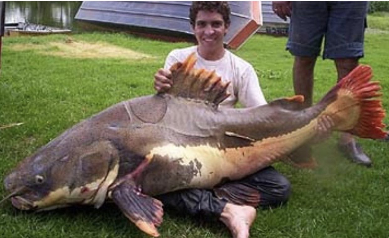 Tropical Aquarium みんな知ってるかもしれんけどあえて言わしてもらお レッドテールキャットっちゅう魚は幼魚の時の可愛さでついつい買ってしまいそうになるけど普通の水槽サイズじゃ絶対無理だからな 水槽内でもある程度デカなる事ちゃんと