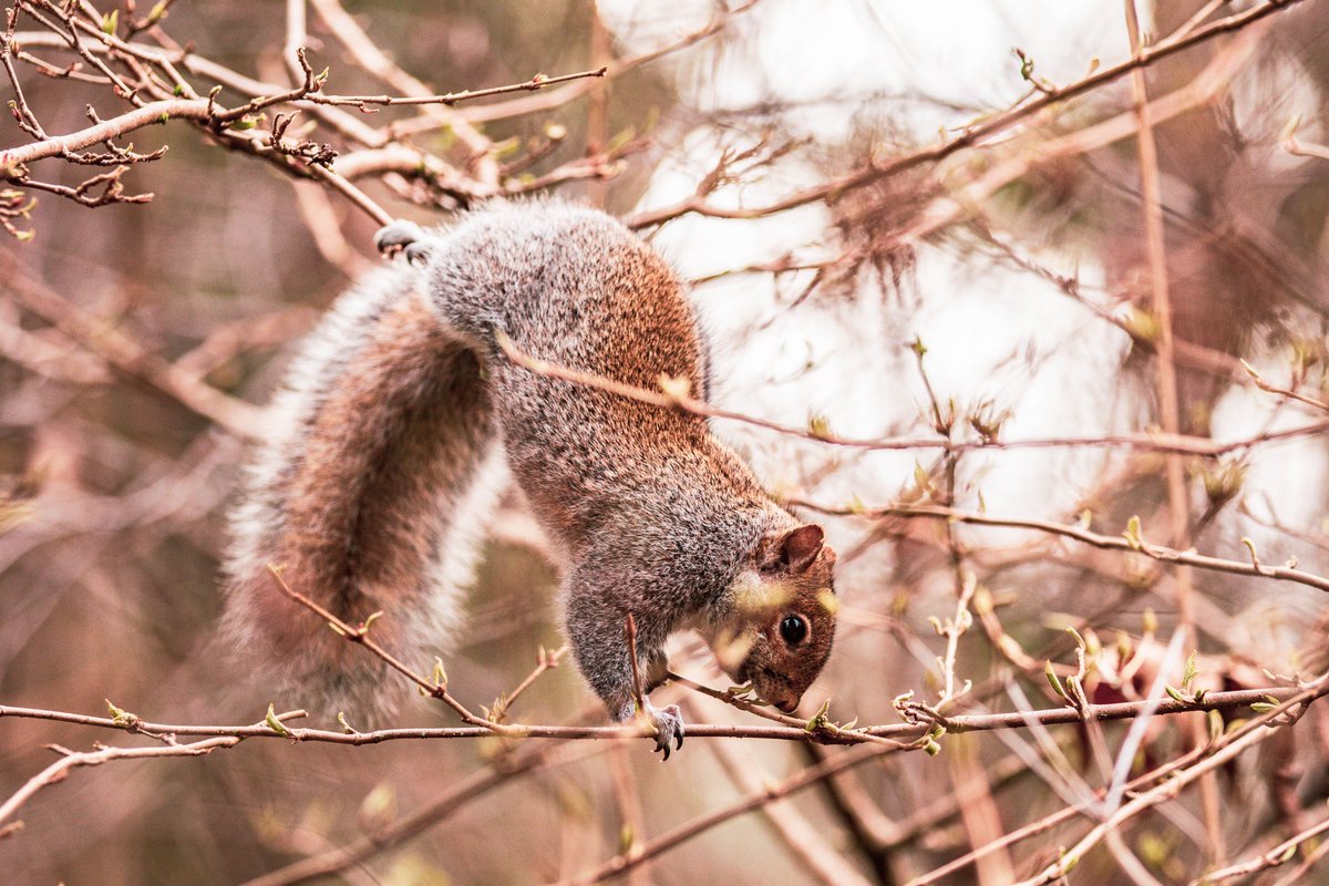 Roxanna97986878's tweet photo. How you become friends with a squirrel?
Just act a little nutty
#animalpics #animalphotograhy #squirrel #NaturePhotography #animalsinaction #Bellevue #goingnuts https://t.co/ztIT33RQOI