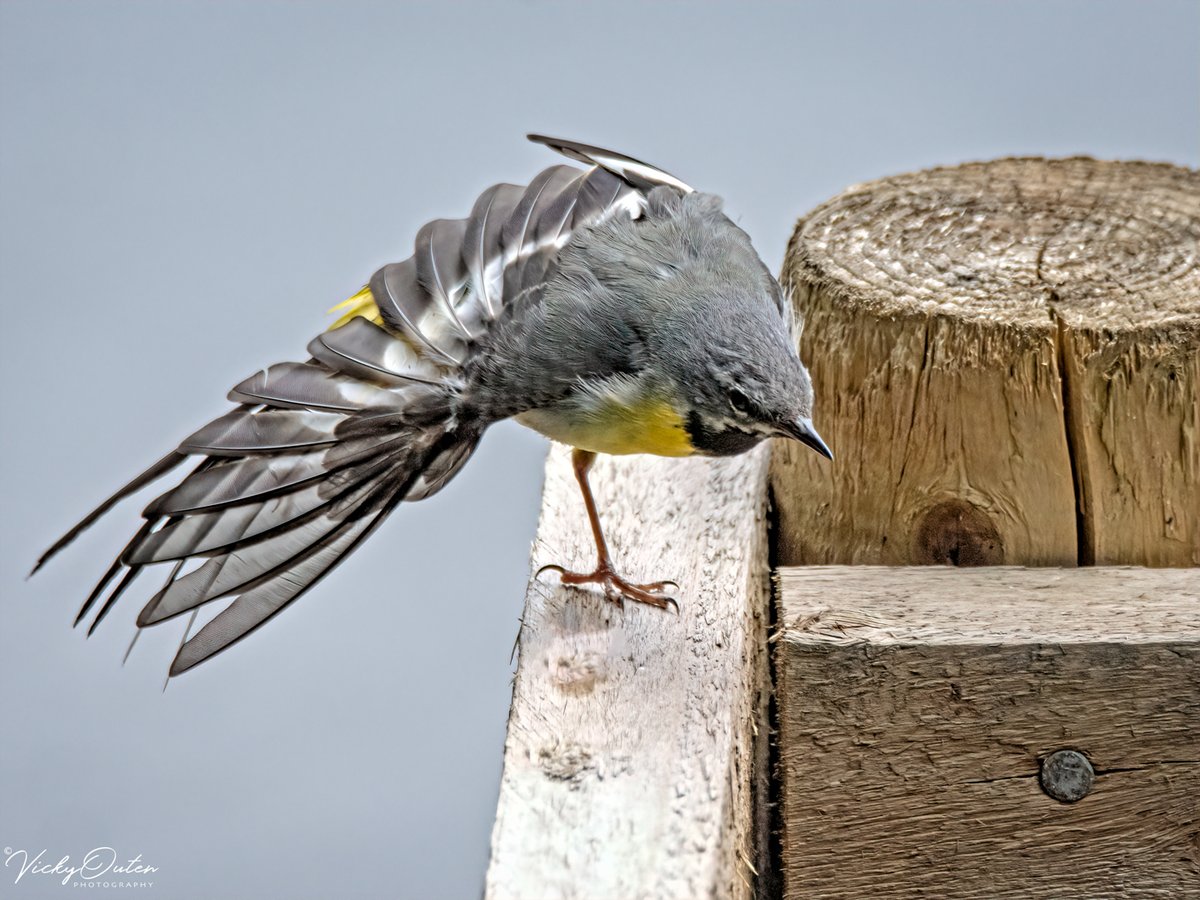 Yellow wagtail having a stretch

#yellowwagtail #wagtail #wildlife #wildlifephotography #nature #TwitterNatureCommunity #birds #NotAlone #repost

rpst.page.link/C5si