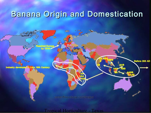 ColeHuedepohl's tweet photo. Bananas are believed to have originated around 10,000 years ago in New Guinea. There’s also evidence that there were domestication projects in Malaysia, Indonesia, and the Philippines at this time as well. It is also believed that they have been the world’s first cultivated fruit https://t.co/AjQBU9oQYn