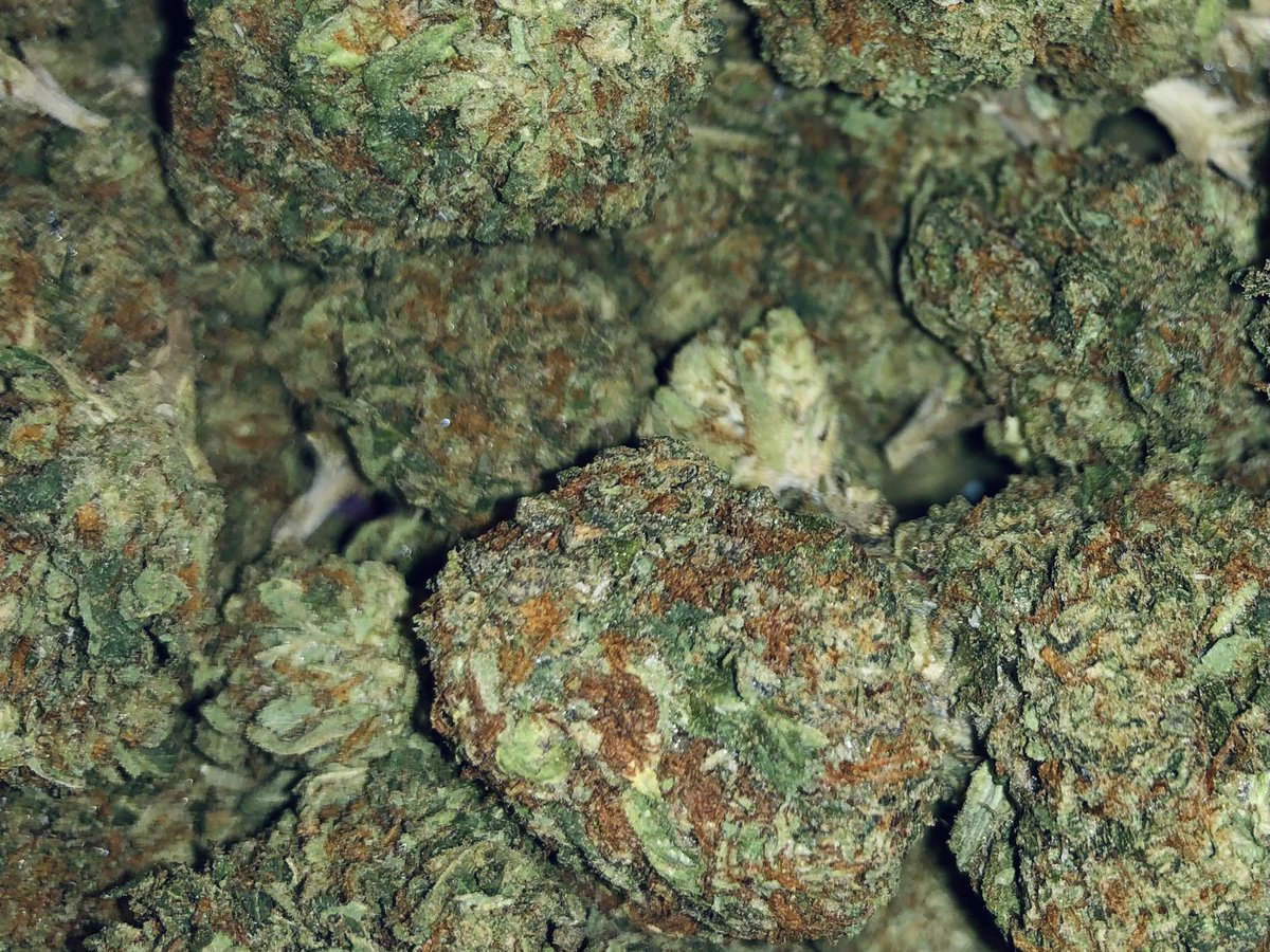 Topshelfatx1's tweet photo. Gelatoooo🍨 #cannabisculture #cannabiscommunity #Mmemberville #dank #weedmemes #leafly #sherbert #gelato41 #dosido #tangie #topshelfindoor #jungleboys #cannabis #freetheweedintexas #atx #austin #austintexas #downtownaustin #laketravis #texas #austintx #bernerscookies #TKO https://t.co/56oj1DIUvU