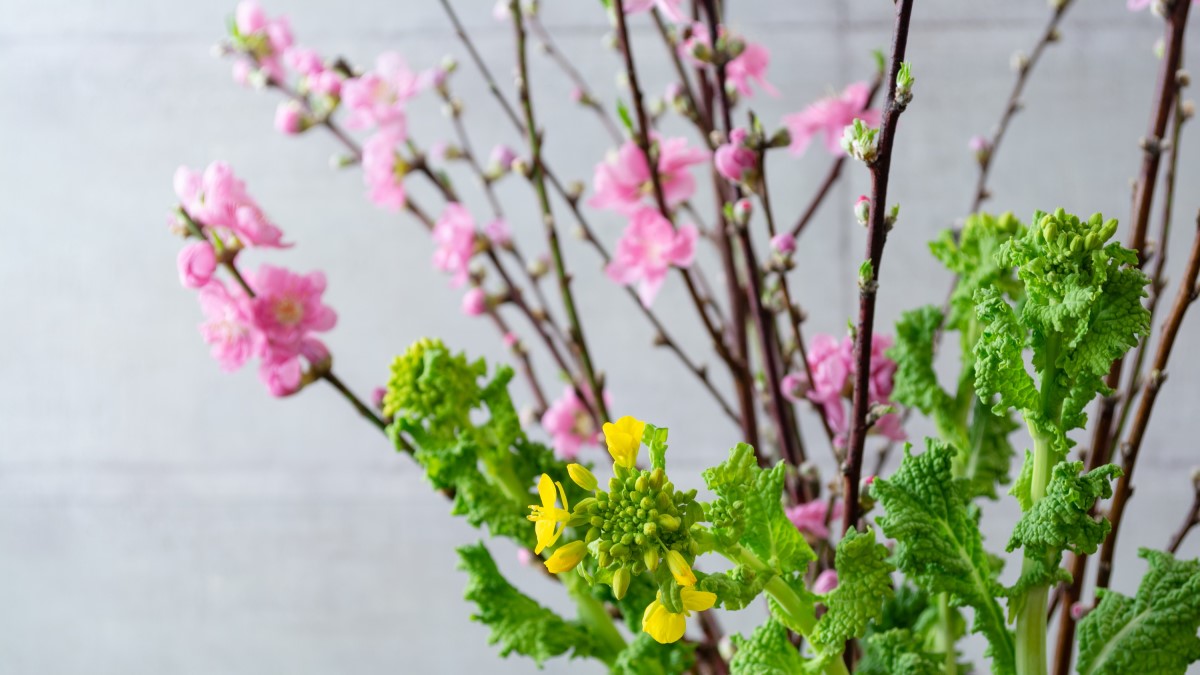 日比谷花壇 うち花見してね S Tweet 今日は 桃の節句 ひな祭り 昔から日本や中国では 桃の花には 魔よけ 長寿 の力があるとされ 数々の神話に登場していました 昔から大切に思われている桃の花や菜の花を飾ってひな祭りをお祝いしましょう 日比谷花壇 うち花見してね S Tweet 今日は 桃の節句 ひな祭り 昔から日本や中国では 桃の花には 魔よけ 長寿 の力があるとされ 数々の神話に登場していました 昔から大切に思われている桃の花や菜の花を飾ってひな祭りをお祝いしましょう