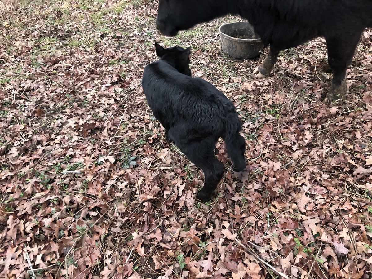 DarylChandler's tweet image. The latest edition to the Chandler farm, Juliet! #Blessing