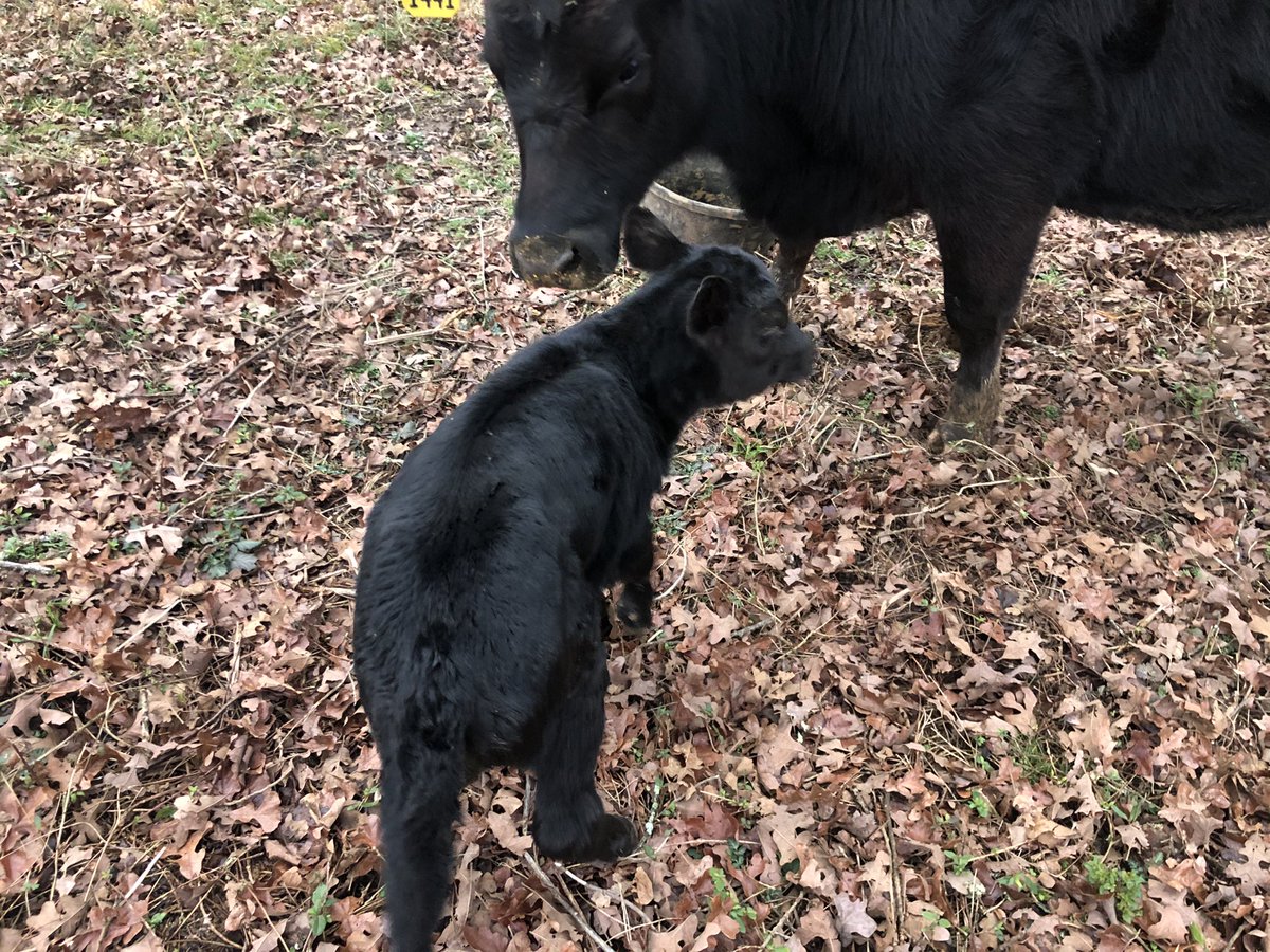 DarylChandler's tweet image. The latest edition to the Chandler farm, Juliet! #Blessing