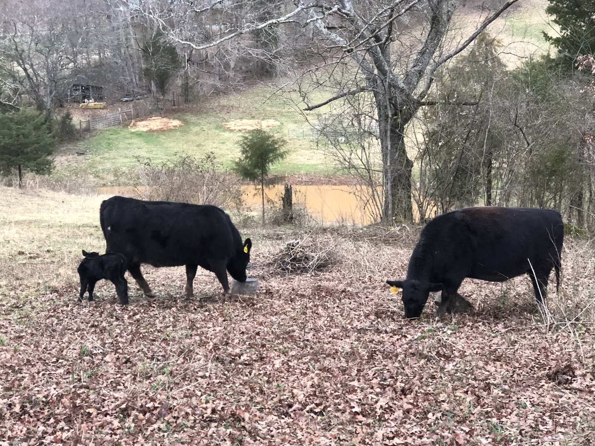 DarylChandler's tweet image. The latest edition to the Chandler farm, Juliet! #Blessing