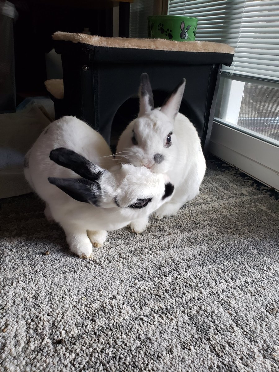 MiniAppl3's tweet image. RIP Foster BunBun