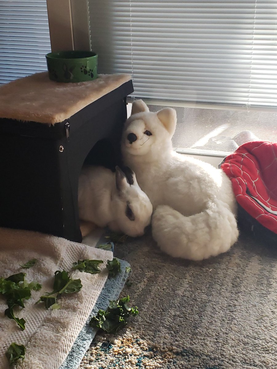 MiniAppl3's tweet image. RIP Foster BunBun