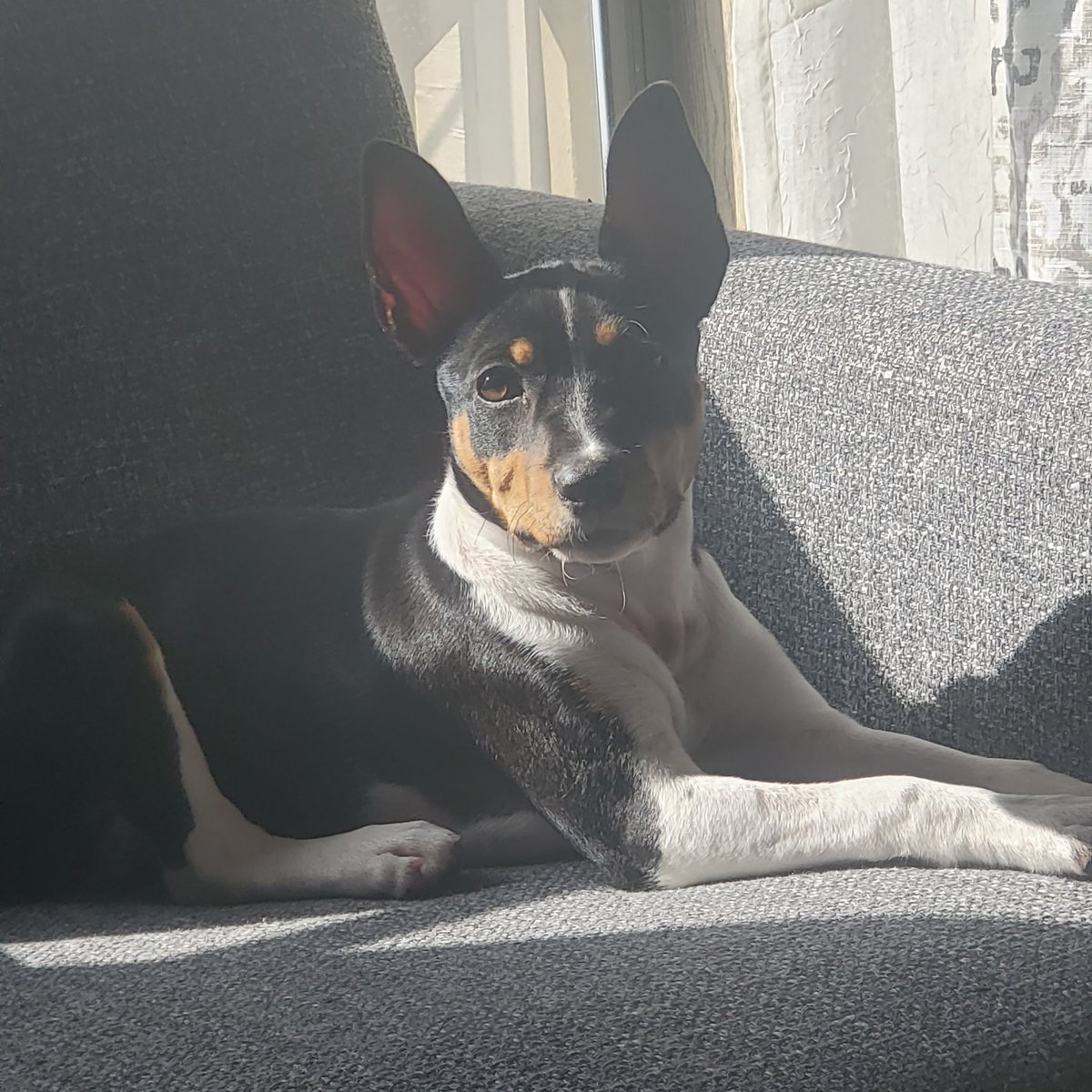 Ninarossdrt's tweet photo. 😃 Hi friends!!!! I will be gone for a few weeks for doggy school but my trainer said he will take pictures. I cant wait to share my adventure! 😃 #doggy #puppy #dogtraining #dog https://t.co/QhpJykQFd8