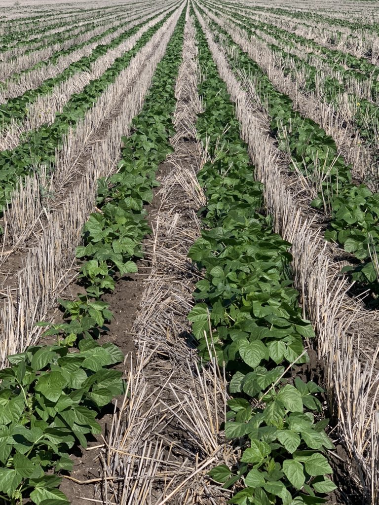 Late January planted mungbeans coming along nicely
