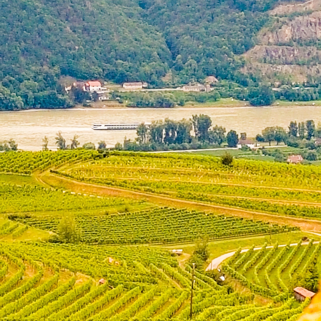 The moment you drive around the corner to row upon row of grapevines sitting alongside the Danube River!

#danube #danuberiver #wachau #austria #tuesdaytravel #traveltuesday #traveltuesdays #traveldestination  #traveleurope #europetravel #travellingineurope #travellingsimply