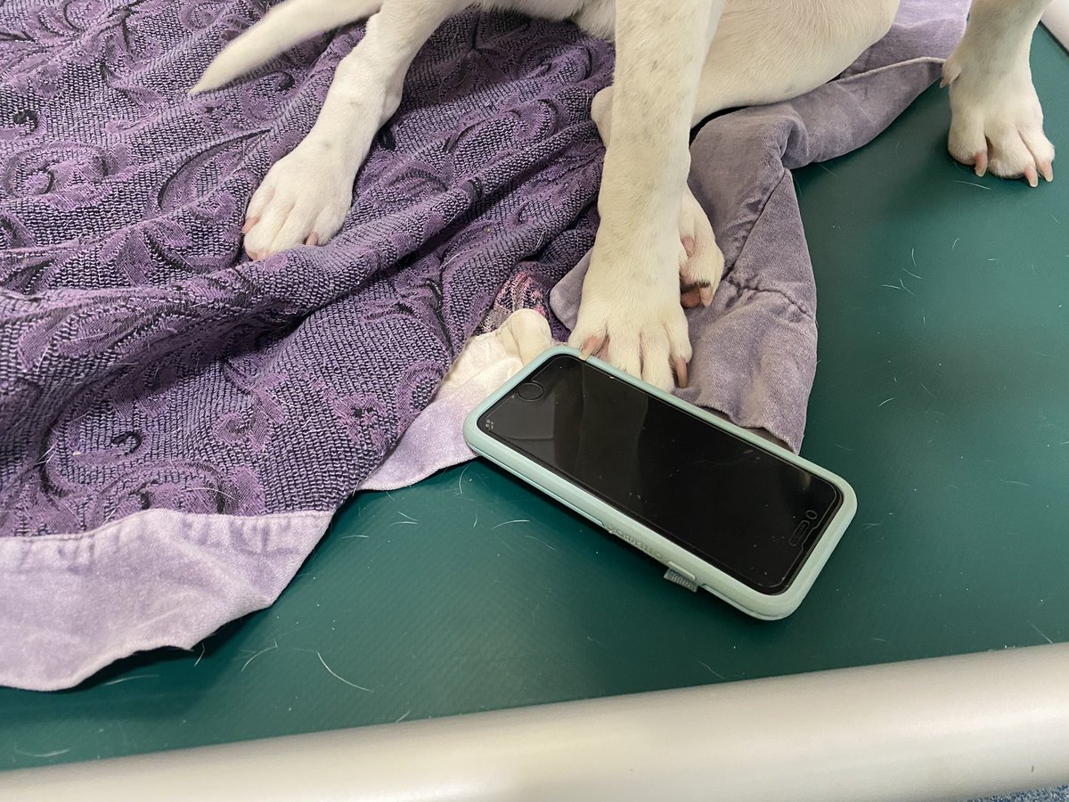 DallasShelter's tweet photo. Who’s little paws are taking over the Twitter account tomorrow? Make sure to give us a follow to find out! 🤫 #D90twittertakeover #bedallas90
#animalshelter #shelterdogs #dogsoftwitter #dogsofdallas https://t.co/e8FBCPYPsG