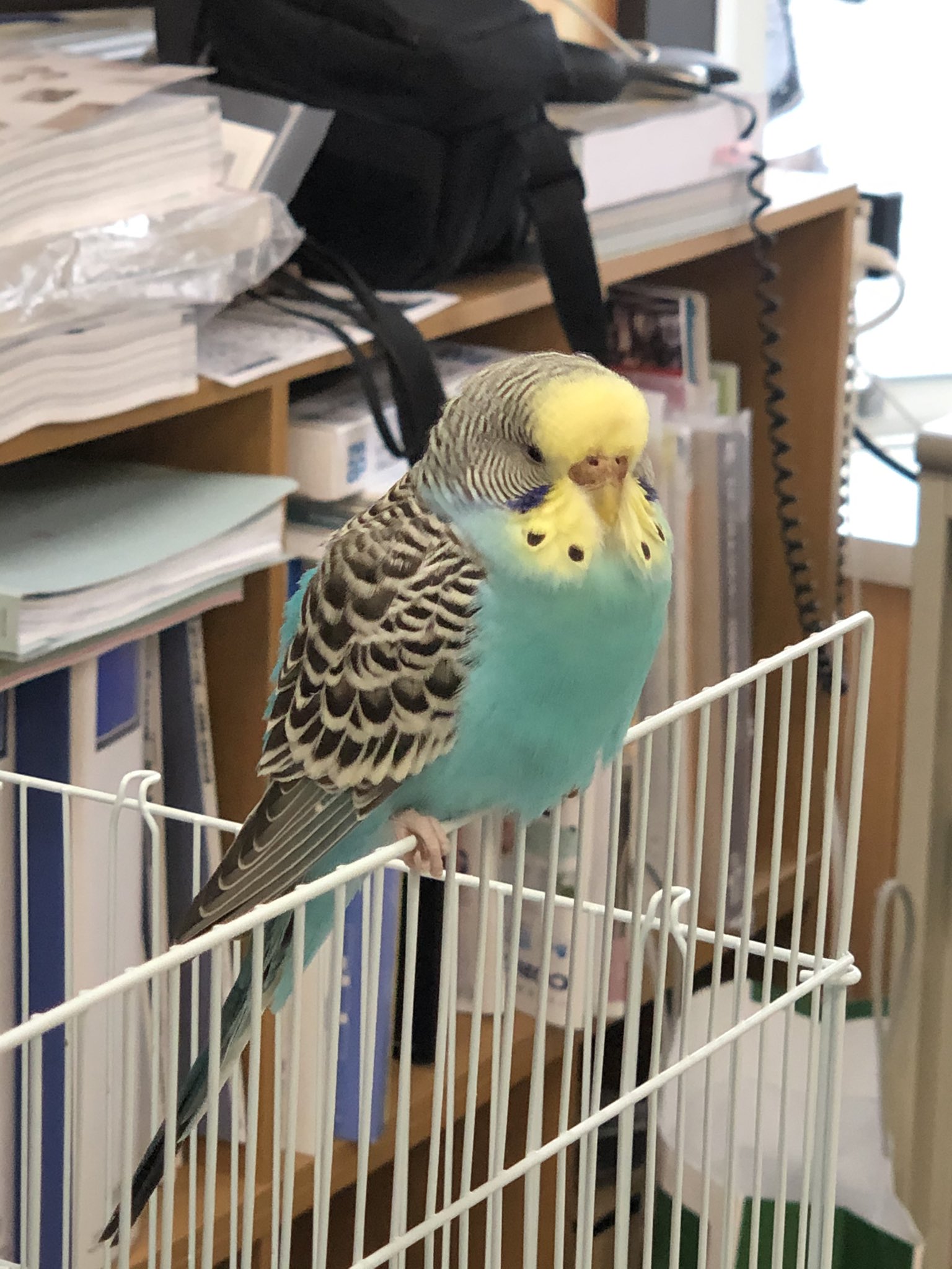 Tom Tom Y 0814 Twitter