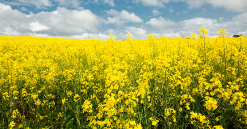 Bayer4CropsAU's tweet photo. South Australian #canola growers now have more choice thanks to the introduction of GM canola to the state. We're working closely with farmers and industry to ensure successful coexistence of all cropping systems.