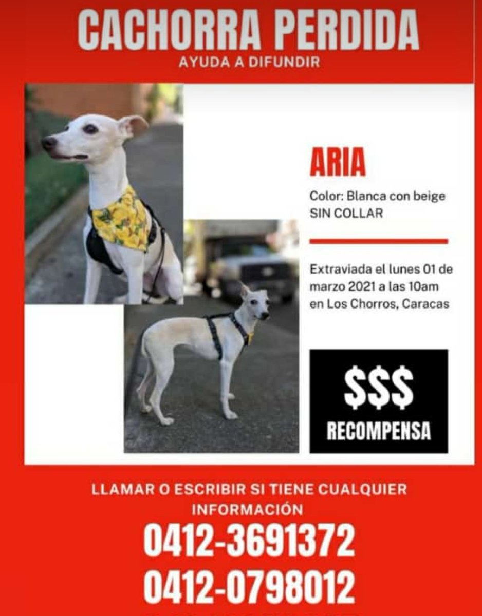 ElPitazoTV's tweet photo. #ServicioPúblico | Aria, una cachorra raza Whippet, se extravió la mañana de este #1mar en Los Chorros, Caracas. Si conoce su paradero, comuníquese al 04141272467. Ofrecen recompensa. https://t.co/m4k0vyCUIJ