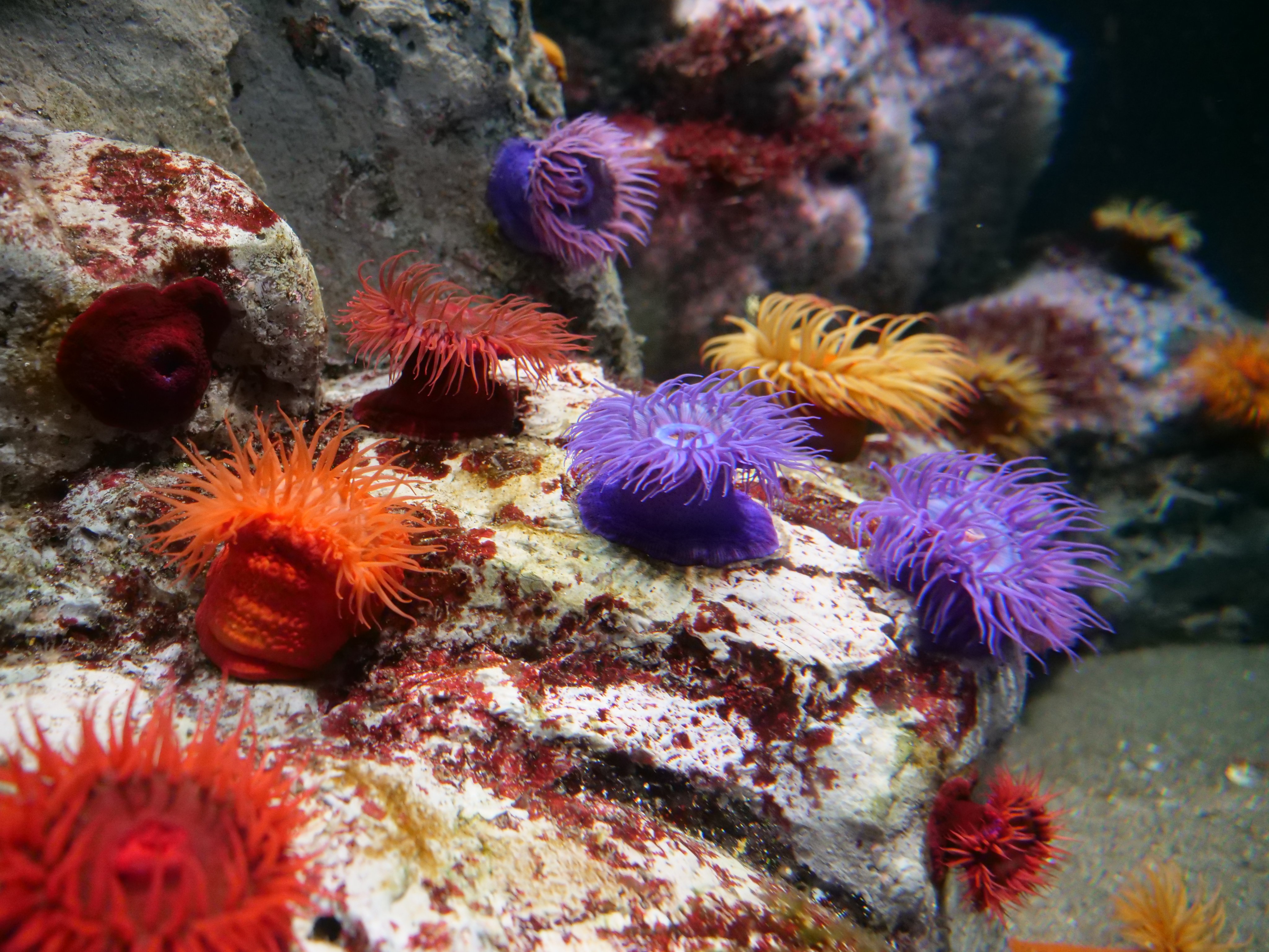 葛西臨海水族園 公式 葛西臨海水族園の 南アフリカ沿岸 の水槽では サンディ アネモネやノブリー アネモネ等 様々な イソギンチャクの仲間を展示しています 詳しくはこちら T Co Kklakd0iiq おうちでかさりん T Co U3cf5fwx7x