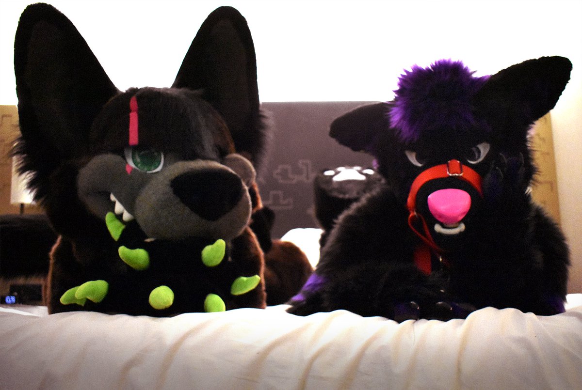 AugustTheWolf's tweet photo. RIP to TFF,,,, offically been a year since the last ever furcon 😪🙏
#TFF #TFF2020 #TFF20 https://t.co/FcuXzFbrl6