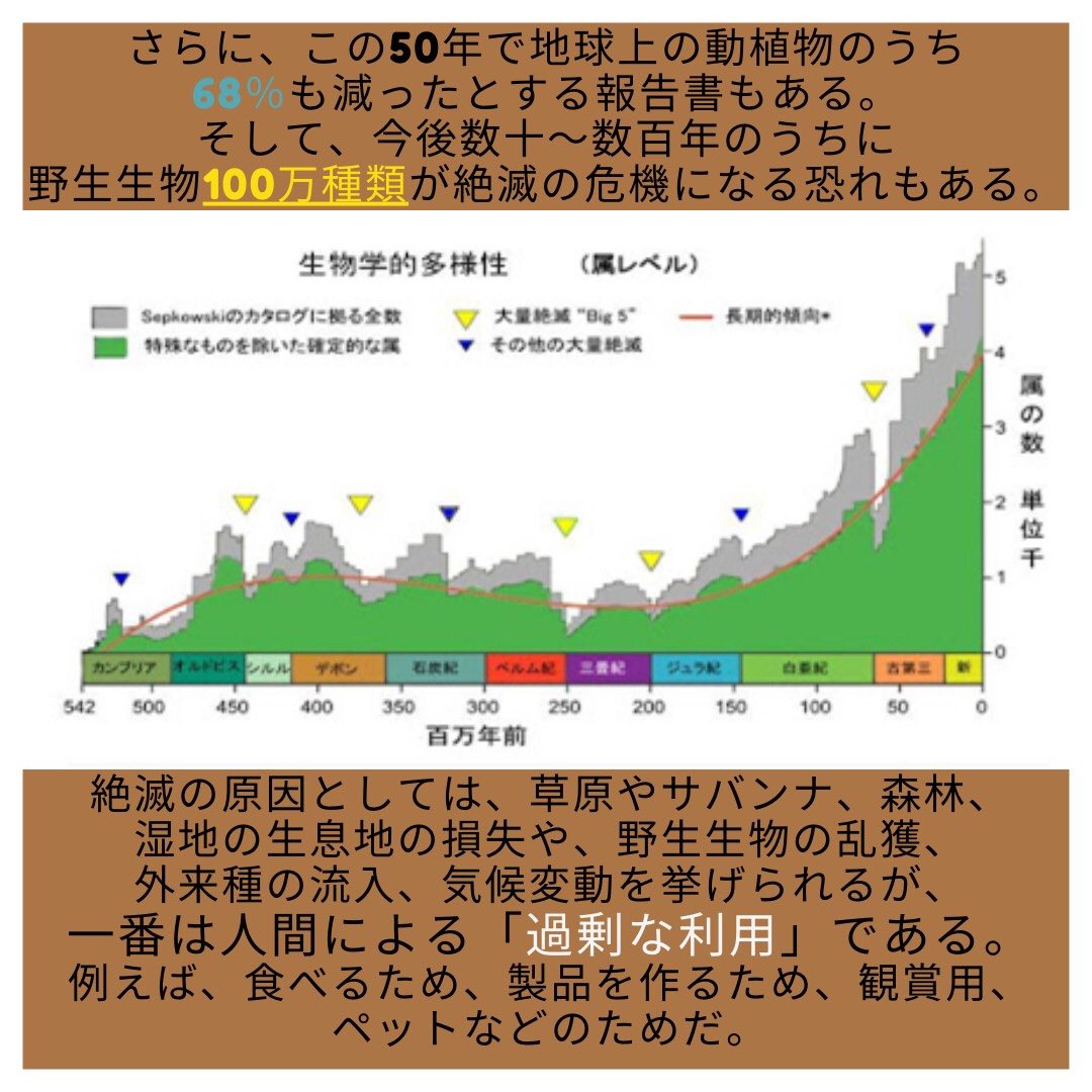 nomnominity's tweet photo. こんにちは！
3/3は「世界野生生物の日」です🐨🐵🐰
生物多様性について学んでいきましょう🌱 https://t.co/3fj63UdKEJ