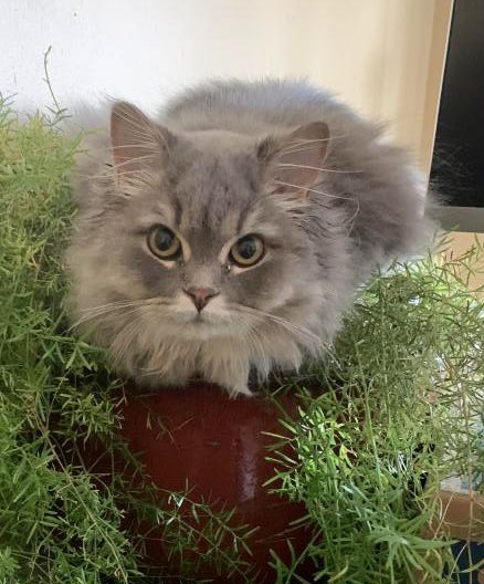 NYC AREA MISSING CAT ALERT: Slayer is missing at 12th and Palisade in Union City NJ. He’s nine pounds. If you’ve seen or found him go to this site lostmykitty.com/details.cfm?pe… and PLEASE RT SLAYER!