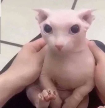 lab770's tweet image. Bingus