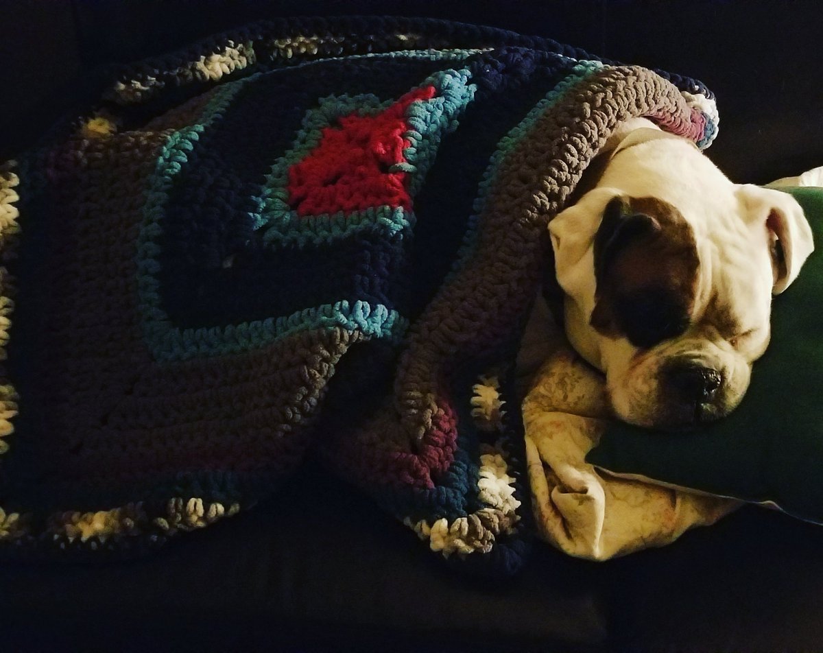 EnchantedLiana's tweet photo. @AmyRay This is Luke Skywalker. He is my boy. I love him so much! #whiteboxer #deafdogsrock https://t.co/KYDJWZXfWz